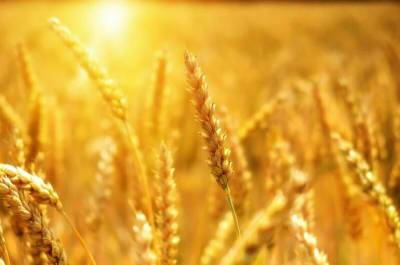 Оксана Лут - Минсельхоз намерен ввести отдельную квоту на экспорт пшеницы - pnp.ru - Россия