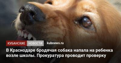 В Краснодаре бродячая собака напала на ребенка возле школы. Прокуратура проводит проверку - kubnews.ru - Краснодарский край - Краснодар