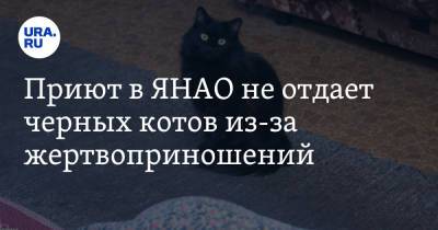 Приют в ЯНАО не отдает черных котов из-за жертвоприношений - ura.news - окр. Янао