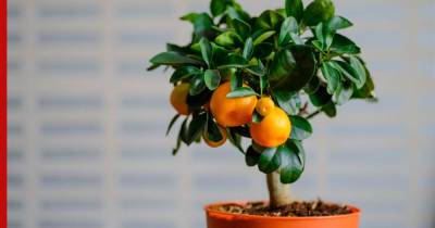 Сад на подоконнике: шесть плодоносящих растений, которые легко вырастить дома - profile.ru