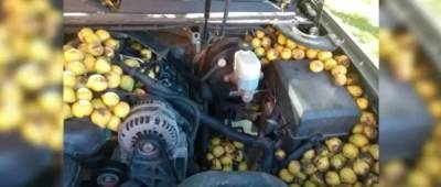 Запасы на зиму: белка спрятала в автомобиле 70 килограммов орехов - w-n.com.ua - штат Северная Дакота
