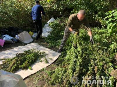 В Сумской области полиция выявила плантацию конопли почти на 3 млн грн - gordonua.com - Украина - Сумская обл.