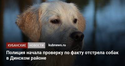 Полиция начала проверку по факту отстрела собак в Динском районе - kubnews.ru - Краснодарский край - район Динский