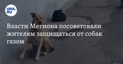 Власти Мегиона посоветовали жителям защищаться от собак газом - ura.news