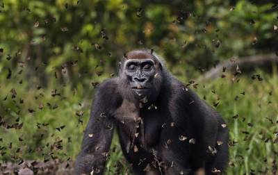 Названы победители фотоконкурса Nature Conservancy - korrespondent.net - Украина - Англия - Индия - Кения