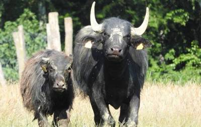 В Тернополе сбежавшие из зооуголка буйволы гуляли по дороге - korrespondent.net - Украина - Тернополь