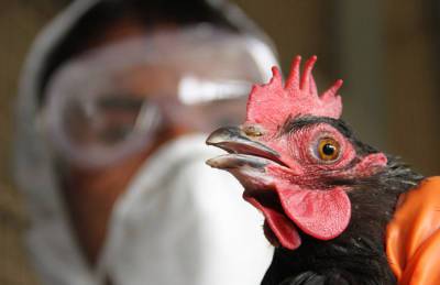 Госпродпотребслужба: в Украине — высокий риск занесения птичьего гриппа - agroportal.ua - Украина