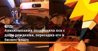 Авиакомпания поздравила пса с днем рождения, пересадив его в бизнес-класс - ridus.ru - Италия - Австралия - Рим - Мельбурн - Сингапур