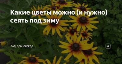 Какие цветы можно (и нужно) сеять под зиму - skuke.net