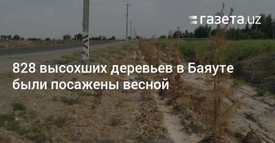 828 высохших деревьев в Баяуте были посажены весной - gazeta.uz - Узбекистан
