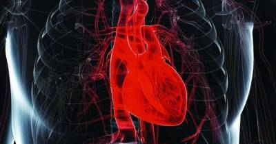 Ученые рассказали, почему сердце не устает, как другие мышцы - focus.ua - Украина