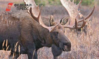 В Красноярском крае водители сбили двух диких животных - fedpress.ru - Красноярский край - Красноярск