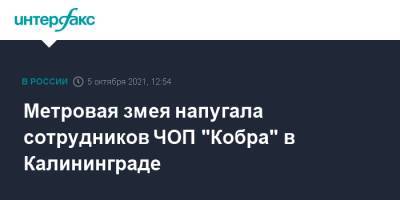 Метровая змея напугала сотрудников ЧОП "Кобра" в Калининграде - interfax.ru - Москва - Калининград