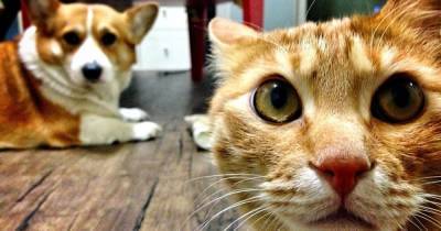 Ученые рассказали, каким видят мир кошки и собаки - focus.ua - Украина
