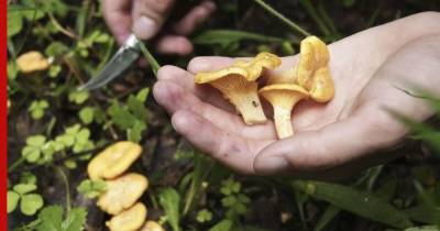 Скрытая опасность: пять ядовитых грибов, маскирующихся под съедобные - profile.ru