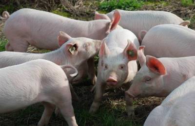 Украинские свиноводы в разы сократили закупку импортного молодняка - agroportal.ua - Украина