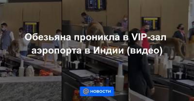 Обезьяна проникла в VIP-зал аэропорта в Индии (видео) - news.mail.ru - Индия - Индонезия