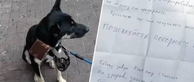 В Запорожье перед входом в торговый центр нашли собаку с запиской: что там написано - w-n.com.ua - Запорожье