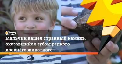 Мальчик нашел странный камень, оказавшийся зубом редкого древнего животного - ridus.ru - США - шт. Мичиган