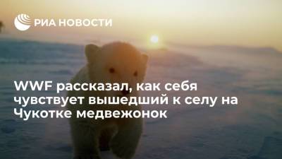 Вышедший к селу на Чукотке белый медвежонок находит себе естественную пищу, сообщил WWF - ria.ru - Россия - Чукотка - Владивосток