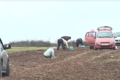 Под Курском обнаружили усыпанное грибами поле - chr.mk.ru - Курск