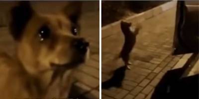 Невероятно: уличная собака тронута до слёз поступком незнакомки - skuke.net