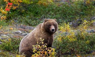 На Курилах огромный медведь пугает местных жителей - fedpress.ru - Южно-Сахалинск - Северо-Курильск