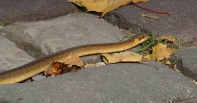 У центральному парку Львова зафіксували рідкісну змію (фото) - 24tv.ua - місто Львів