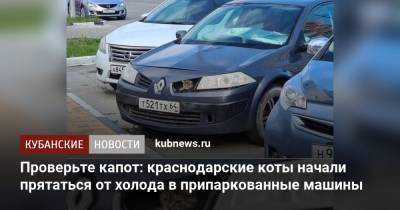 Проверьте капот: краснодарские коты начали прятаться от холода в припаркованные машины - kubnews.ru