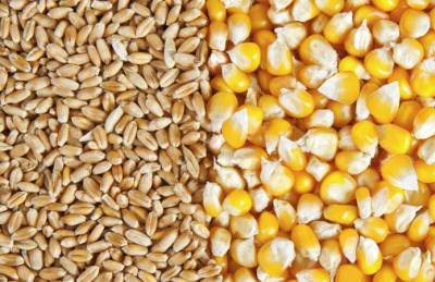 Украина отправила на экспорт почти 15 млн т зерна - agroportal.ua - Украина