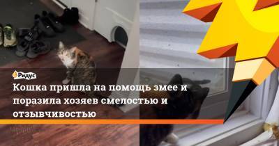 Кошка пришла на помощь змее и поразила хозяев смелостью и отзывчивостью - ridus.ru