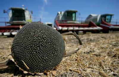 Прогноз: Почти рекордный урожай подсолнечника сдержит цены на масло - agroportal.ua - Украина