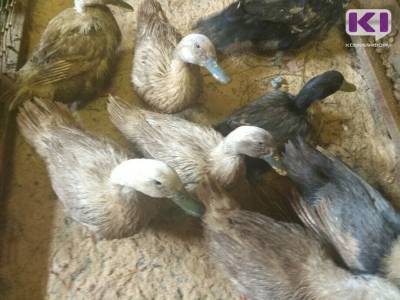 Полиция ищет горе-охотника, который перестрелял ручных уток на паромной переправе в Емве - komiinform.ru