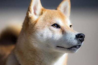 «Убийца Dogecoin». Shiba Inu вошел в топ-20 крупнейших по капитализации криптовалют - minfin.com.ua - США - Украина