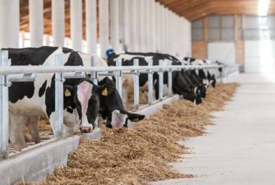Сняты ограничения на экспорт крупного рогатого скота и продукции животноводства из Азербайджана в Турцию - trend.az - Турция - Азербайджан