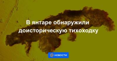 В янтаре обнаружили доисторическую тихоходку - news.mail.ru - США