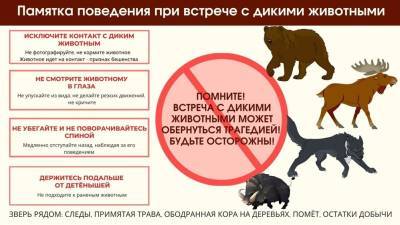Спасатели объяснили ульяновцам, что делать при встрече с диким животным - ulpravda.ru