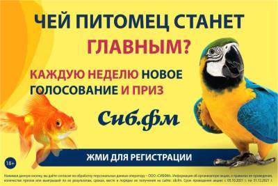 Сиб.фм выбирает «Главного питомца Новосибирска»! - sib.fm - Новосибирск