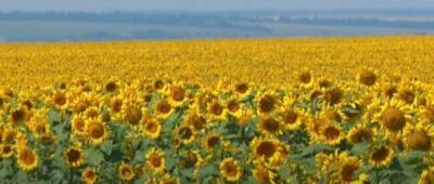 Светлана Литвин - Украинцам пояснили, как урожай подсолнечника отразится на ценах - w-n.com.ua - Украина