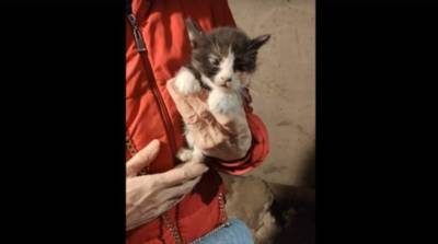Волонтеры спасли котят, застрявших между бетонными плитами в подвале дома в Гатчине - ivbg.ru - Украина