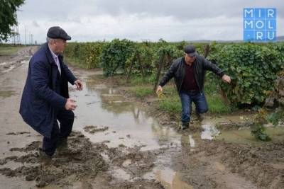Власти Дагестана обеспокоены состоянием урожая винограда из-за обильных осадков - mirmol.ru - респ. Дагестан