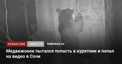 Медвежонок пытался попасть в курятник и попал на видео в Сочи - kubnews.ru - Сочи - Краснодарский край - Адлер