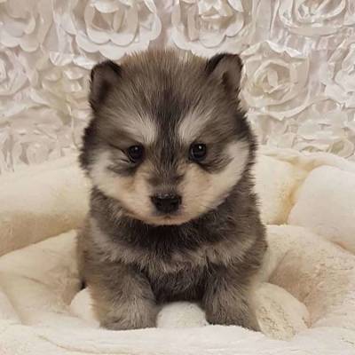 12 милых собак-метисов, чьи родители разных пород - goodnews.ua