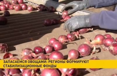 Запасы на зиму: в регионах формируют стабилизационные фонды овощей - ont.by - Белоруссия