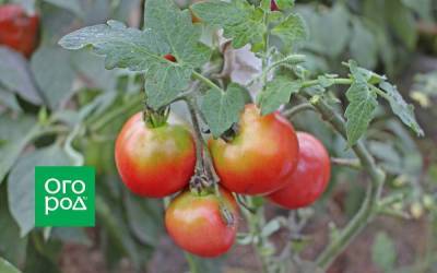 Почему томаты при созревании окрашиваются неравномерно - skuke.net - Крым