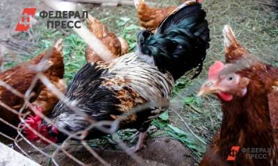 Елен Майоров - В Новосибирской области подорожало куриное мясо - fedpress.ru - Россия - Новосибирск - Новосибирская обл.