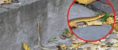 Во Львове в парке заметили редкую краснокнижную змею: попала в город из Карпат - w-n.com.ua - Львов