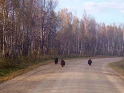Три бурых медведя вышли к селу в Новосибирской области - sib.fm - Новосибирская обл. - район Колыванский