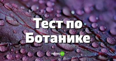 Тест по ботанике - skuke.net - Интересно