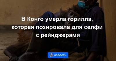 В Конго умерла горилла, которая позировала для селфи с рейнджерами - news.mail.ru - Конго